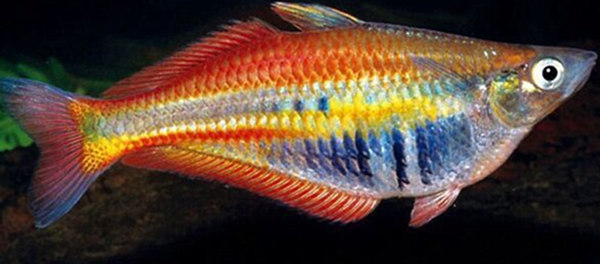 通知- 【活动预告】8月的尾巴与彩虹鱼来个约